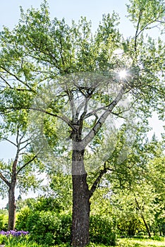 High tree with white bark aspen or poplar