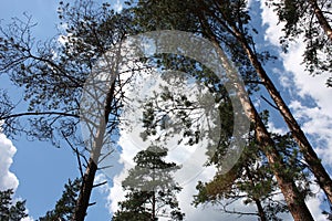 High trees in Bialowieza National Park