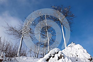 Snowy Trees, Veľká Fatra, Slovensko