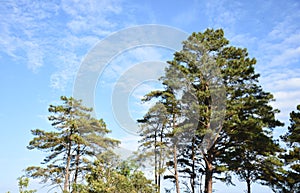 High trees and blue sky,cloudy sky,sun sky