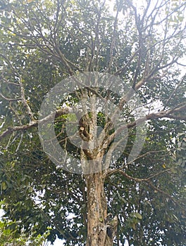 High trees brown green leaf