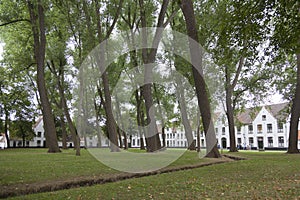 High trees in courtyard of beguinage in flemish city bruges in b