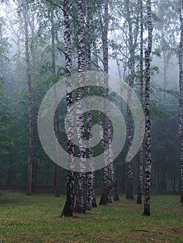 High trees in the fog in old park