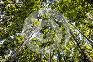 High trees of Monky Forest, Bali