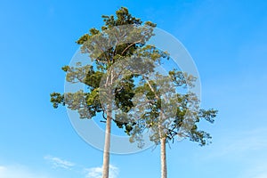 High trees named Dipterocarpus alatus Roxb photo