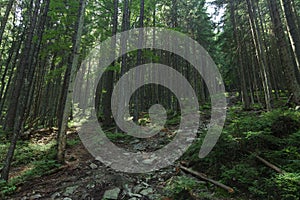 High trees pine forest mountain landscape rocky passage scenic nature environment summer morning time