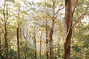 High Trees in Rain forest