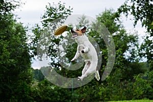 High trick jump of dog catching flying disc photo