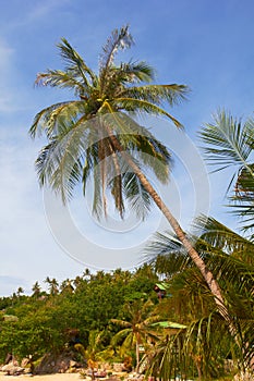 High tropical coconut palm on sunny beach