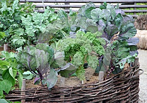 High vegetable garden beds