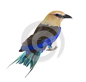 High view of a Blue-bellied roller, Coracias cyanogaster