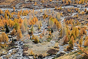 High view of Fafleralp Vally in autumnal color with golden larch trees and winding brooks