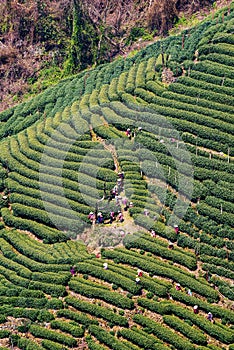 High view of Longjing tea fields