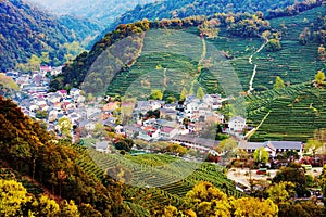 High view of Longjing