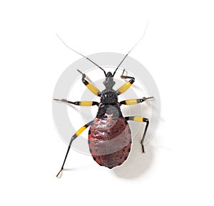 High view of a Second instar nymph of of Two-spotted assassin bug, Platymeris biguttatus, isolated on white photo