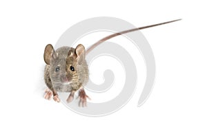 High view of a Wood mouse looking in front of a white background