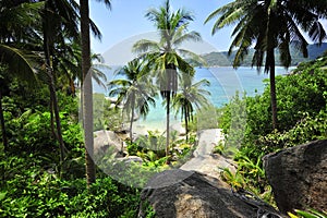 High viewpoint island with coconut tree
