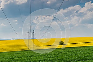 High voltage cables in oilseed rape field under blue sky and white clouds. Brassica napus