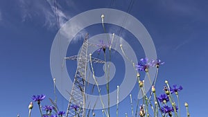 High voltage electrical tower and cornflowers in wind