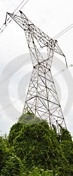 High voltage electricity cables detail, green ivy vegetation and clean sky