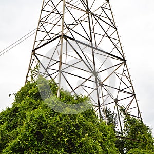 High voltage electricity cables detail, green ivy vegetation and clean sky