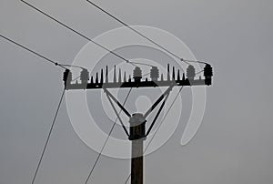 the high voltage poles have three wires between the insulators. fixing spikes that prevent large birds from landing and sitting.