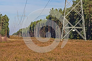 A high voltage power line running through a pine forest.