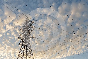 High voltage pylon with birds sitting on it