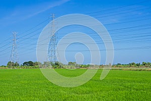 High voltage transmission pole in a bright green rice field