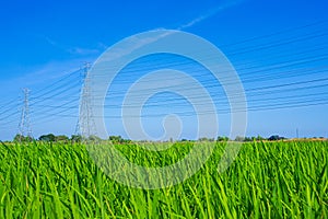 High voltage transmission pole in a bright green rice field