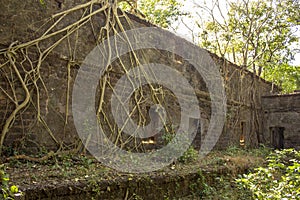 High wall of an ancient abandoned fortress overgrown with banyan and green jungle