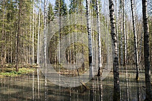 High water in spring forest, flooded trees in bright sunny morning after river flood