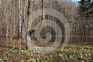 High water in spring forest, flooded trees in bright sunny morning after river flood