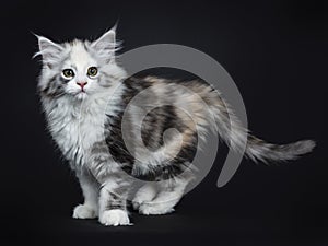 High white tortie Maine Coon girl kitten