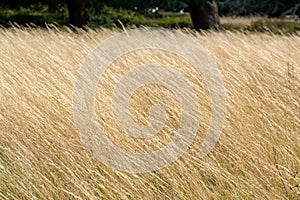 High yellow dry meadow grass on the sunny day background texture
