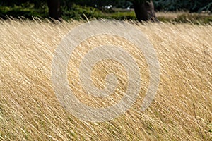 High yellow dry meadow grass on the sunny day background texture photo