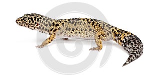 High yellow Leopard gecko, Eublepharis