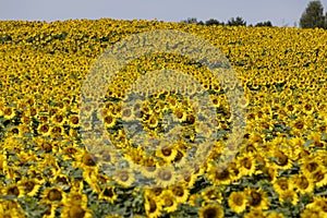 high-yielding field with yellow sunflower flowers, pollination