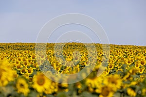high-yielding field with yellow sunflower flowers, pollination