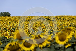 high-yielding field with yellow sunflower flowers, pollination