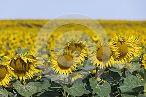 high-yielding field with yellow sunflower flowers, pollination