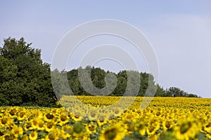 high-yielding field with yellow sunflower flowers, pollination