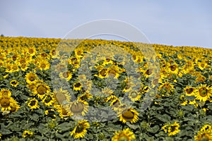 high-yielding field with yellow sunflower flowers, pollination