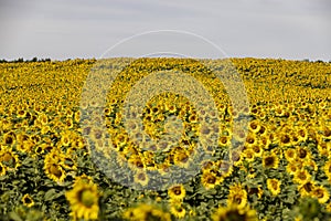 high-yielding field with yellow sunflower flowers, pollination