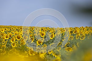 high-yielding field with yellow sunflower flowers, pollination