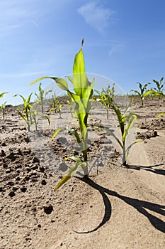 high young green plant corn