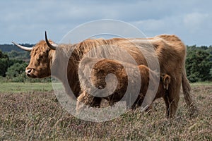Highand mother cow and her calf