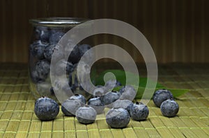 Highbush american blueberry