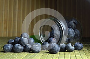 Highbush american blueberry