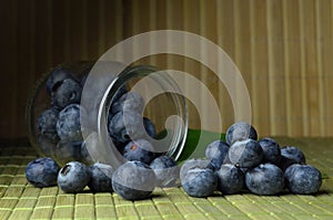 Highbush american blueberry